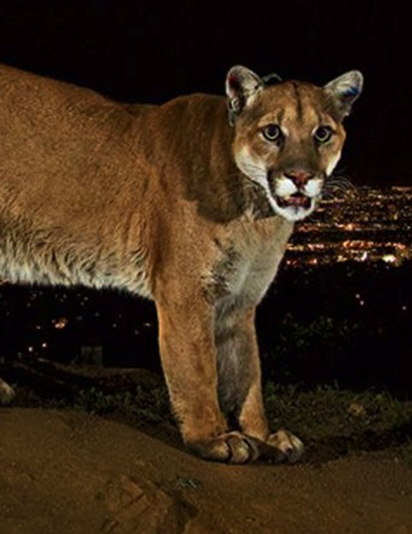 Griffith Park mountain lion gets its own festival