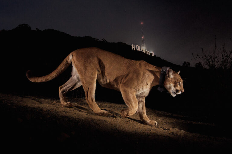 Festival to pay tribute to Griffith Park wildcat
