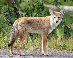 Culver City using collars to track coyote activity