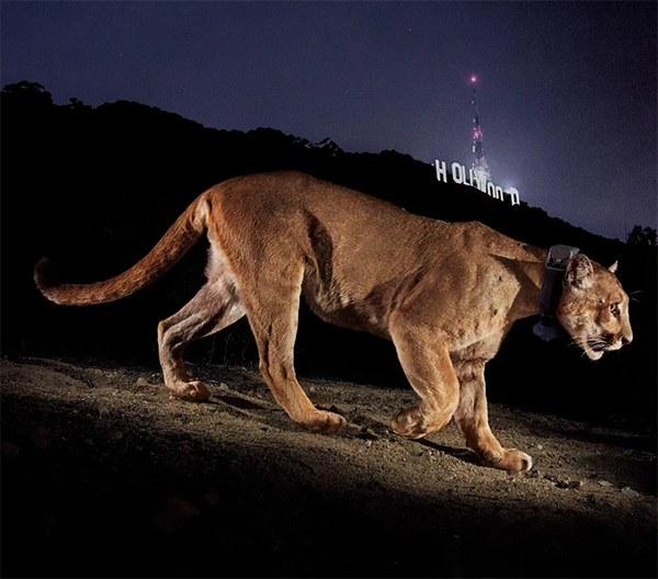 Sunset hike held in memory of Griffith Park mountain lion