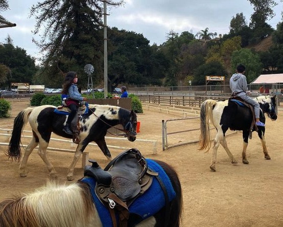 Pony ride operator defends handling of animals