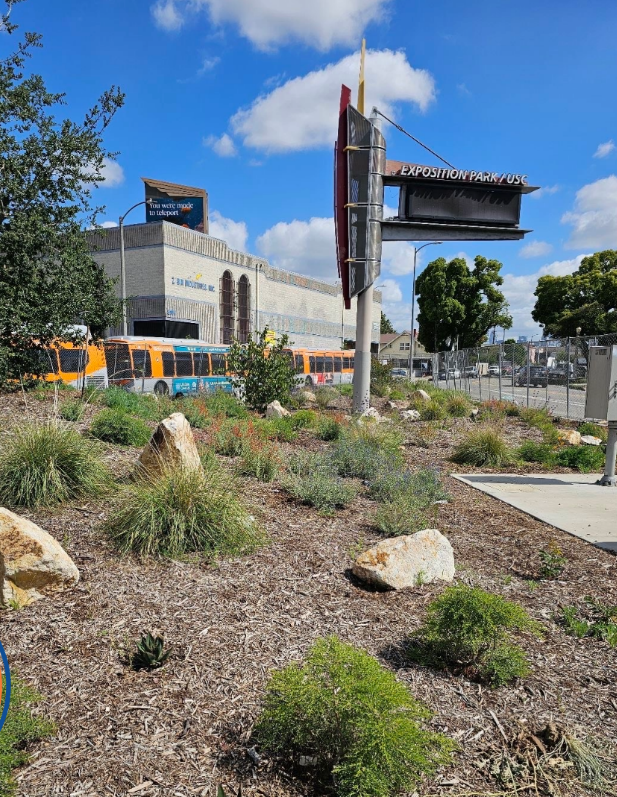 MLK Boulevard medians transformed with native landscaping and green spaces in South L.A.