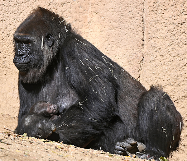 L.A. Zoo adds another newborn with baby gorilla 